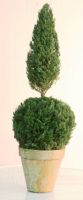 Preserved Ball Cone Topiary 20 inch in Juniper Foliage